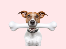 Puppy Food